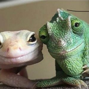 Meet your Posher, Sella